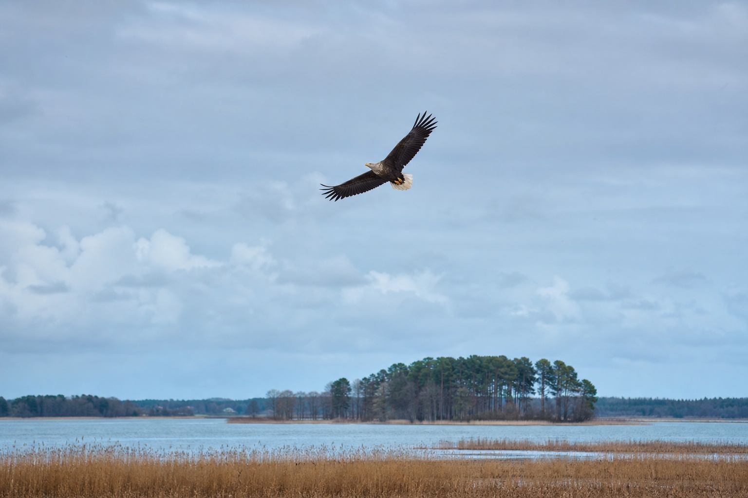 Seeadler über Schilfgürtel und Flachwasser in Mecklenburg